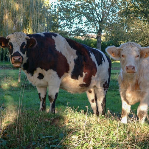 Vaches curieuses