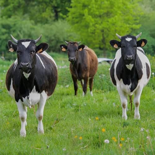 Vaches de race pie noir