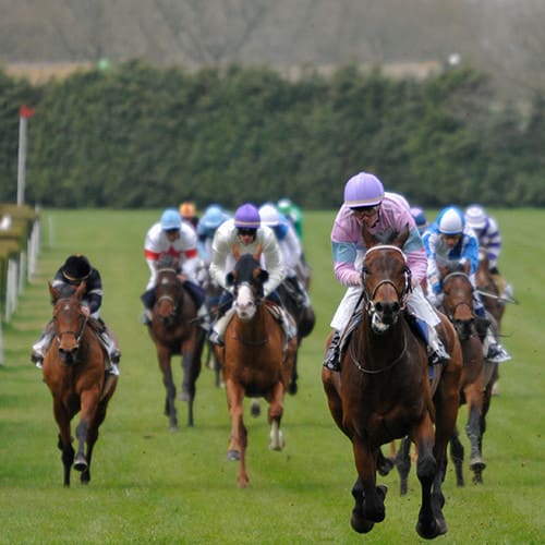 Chevaux au galop